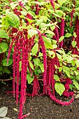 AMARANTHUS CORAL FOUNTAIN