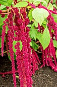 AMARANTHUS CORAL FOUNTAIN