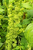 AMARANTHUS CAUDATUS VIRIDIS