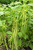 AMARANTHUS CAUDATUS VIRIDIS