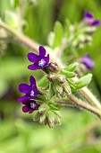 ANCHUSA OFFICINALIS