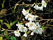 PRUNUS X SUBHIRTELLA AUTUMNALIS (WINTER FLOWERING CHERRY)