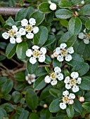 COTONEASTER X SUECICUS SKOGHOLM