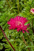 ASTER GALA BURGUNDY