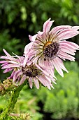 BERKHEYA PURPUREA