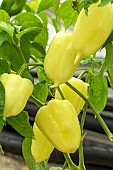 CAPSICUM ANNUUM SWEET BONETA