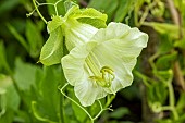 COBAEA SCANDENS ALBA