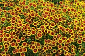 COREOPSIS TINCTORIA