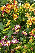 DAHLIA HARLEQUIN MIXED