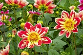 DAHLIA YANKEE DOODLE DANDY