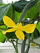 CUCUMBER (CUCUMIS SATIVUS) TIFFANY