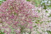 DAUCUS CAROTA DARA