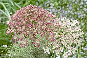 DAUCUS CAROTA DARA