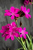 DIANTHUS CARTHUSIANORUM