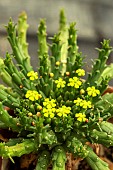 EUPHORBIA FLANAGANII