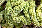 EUPHORBIA HORRIDA CRESTATA