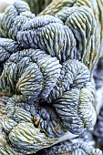 EUPHORBIA HORRIDA CRESTATA