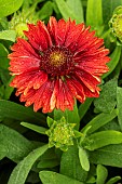 GAILLARDIA X GRANDIFLORA  MESA RED