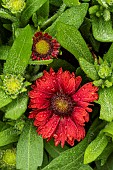 GAILLARDIA X GRANDIFLORA  MESA RED