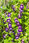 LOPHOSPERMUM SCANDENS JOAN LORAINE