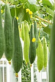 LUFFA CYLINDRICA