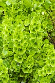 MOLUCCELLA LAEVIS