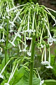 NICOTIANA SYLVESTRIS