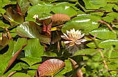 NYMPHAEA MRS RICHMOND