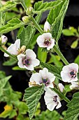 ALTHAEA OFFICINALIS ALBA