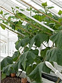 CUCUMBER (CUCUMIS SATIVUS) TIFFANY