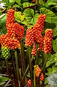 ARUM ITALICUM