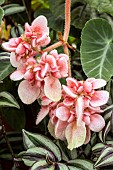 BEGONIA HAAGEANA