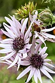 BERKHEYA PURPUREA