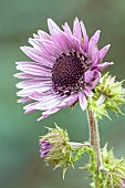 BERKHEYA PURPUREA