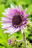 BERKHEYA PURPUREA