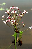 BUTOMUS UMBELLATUS