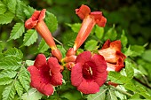 CAMPSIS RADICANS