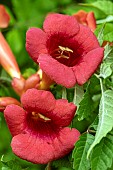 CAMPSIS RADICANS