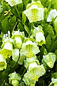 Cobaea scandens Alba