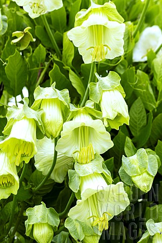 Cobaea_scandens_Alba