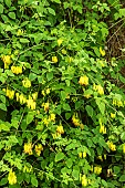 DICENTRA SCANDENS