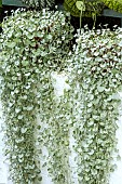 DICHONDRA SILVER FALLS