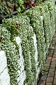 DICHONDRA SILVER FALLS