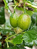 GOOSEBERRY (RIBES GROSSULARIA) CROWN BOB