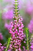 ERICA VAGANS MRS D F MAXWELL