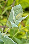 Eucalyptus globulus