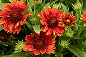 GAILLARDIA X GRANDIFLORA  MESA RED