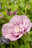 HIBISCUS SYRIACUS LAVENDER CHIFFON