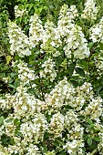 HYDRANGEA PANICULATA PHANTOM