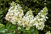 HYDRANGEA PANICULATA PHANTOM